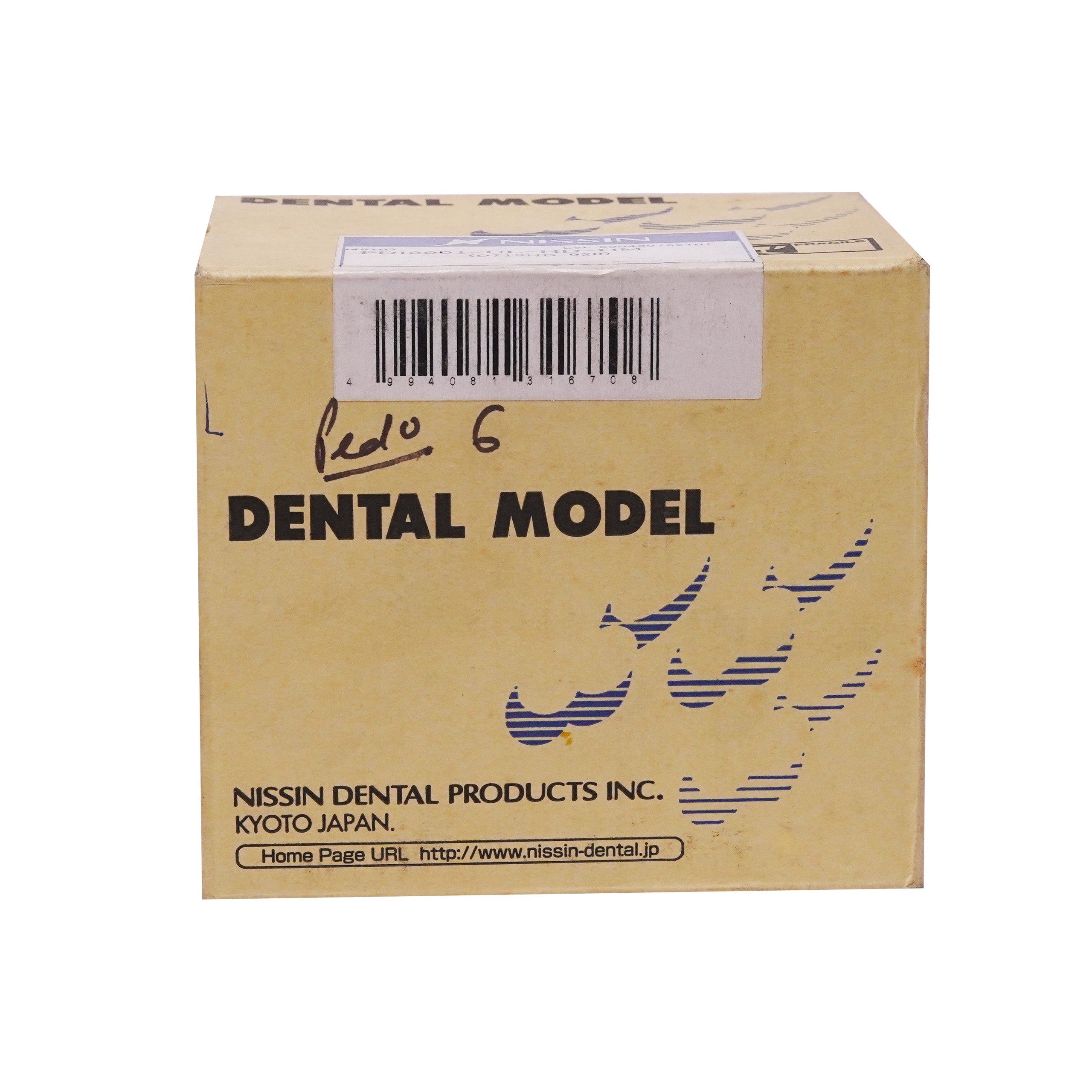 Nirmala Dental Dental Model